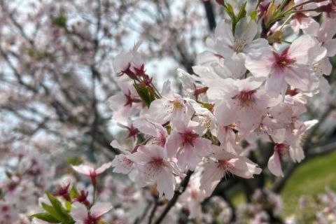 🌸出会いの季節🌸