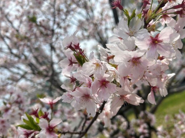 🌸出会いの季節🌸