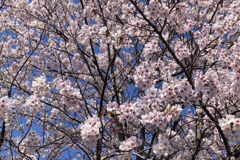 【小1の壁】ママにも強い味方のお仕事です♪