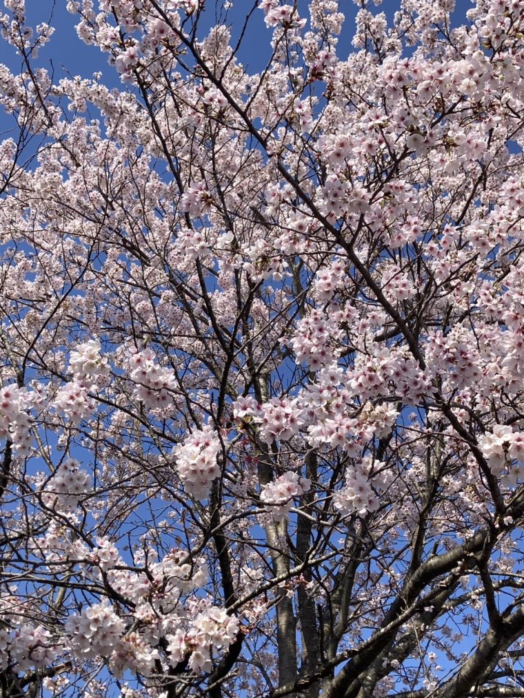 【小1の壁】ママにも強い味方のお仕事です♪